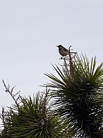 joshua tree national park (42).JPG